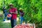 Aframerican farmer holding bucket with peaches in orchard