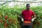 Aframerican gardener stacking boxes with cherry tomatoes in greenhouse