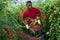 Aframerican gardener stacking boxes with cherry tomatoes in greenhouse