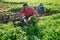 Aframerican worker harvesting parsley on vegetable plantation