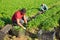 Aframerican worker harvesting parsley on vegetable plantation