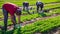 Aframerican workman cutting green arugula on farm field