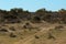Afrcian bushveld landscape