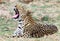 Afrcian Leopard yawning with good view of teeth and whiskers