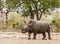 Afrcian white rhinoceros standing in savannah, in Kruger park