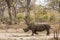 Afrcian white rhinoceros standing in savannah, in Kruger park