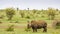 Afrcian white rhinoceros standing in savannah, in Kruger park