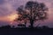 Africa-Acacia tree silhouette
