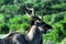Africa- Adult Kudu Close Up