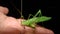 Africa, african, animal, antenna, armoured, armoured katydid, bethanie, bug, bush cricket, camouflage, close, closeup, creature, c