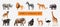 Africa Animals Transparent Set