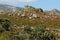 Africa- Beautiful Landscape of Colorful Fynbos and WildFlowers