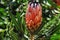 Africa- A Beautiful Wild Pink Oueen Protea Bud in South Africa