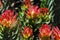 Africa- Beautifully Colorful Exotic Protea Fynbos