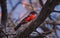 Africa bird-Crimson breasted shrike