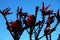 Africa- Burned Fynbos Near Capetown, South Africa