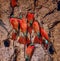 Africa-Carmine bee eaters