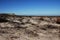 Africa- Charred Plant Life on a Cape Peninsula Beach in South Af