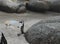 Africa- Close Up of a Cute Jackass Penguin in Mid Air Jumping from a Boulder