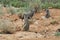 Africa- Close Up of Cute Wild Meerkats Standing Watch