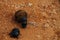 Africa- Close Up of Dung Beetles Rolling a Ball of Dung