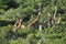 Africa- Close Up of a Herd of Wild Giraffes Deep in Thorn Bushes
