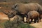 Africa- Close Up of a Mother Rhinoceros With Calf