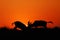 Africa- Close Up Silhouette of Two Wild Red Hartebeest in Sunrise Battle