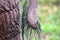 Africa- Close Up of the Tail and Rump of an Elephant