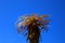 Africa- Close Up of a Tall Red Aloe Against a Blue Sky