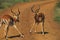 Africa- Close Up of Two Wld Gazelles Face to Face in a Battle