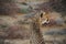 Africa- Close Up of a Wild Cheetah Among Lunch Bird Feathers