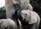 Africa- Close Up of a Wild Elephant Calf Running and Trumpeting