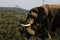 Africa- Close Up of a Wild Elephant Eating Thorny Acacia Bushes