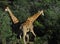 Africa- Close Up of Wild Giraffes Challenging Each Other