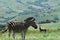 Africa- Close Up of a Wild Mountain Zebra With a Rare Blesbok Antelope in the Background