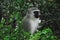 Africa- Close Up of a Wild Vervet Monkey in a South African Forest