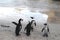 Africa- Cute Penguins in Conversation