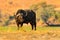 Africa, danger animal. Evening sunset in Africa. African Buffalo, Cyncerus cafer, standing on the river bank, Chobe, Botswana. Wil