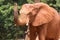 Africa elephant coated body with red mud