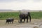 Africa elephant family