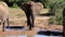 Africa Elephant Splashing Water