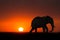 Africa Elephant Sunrise Sunset Wildlife