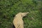 Africa- An Elephant Tearing Down a Sweet Thorn Bush