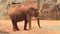 Africa elephant in zoo