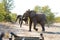 Africa elephants