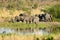 Africa elephants