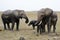 Africa elephants family