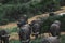 Africa- Extreme Close Up of a Herd of Cape Buffalo Charging Camera