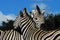 Africa- Extreme Close Up of Two Wild Zebras With Necks Crossed